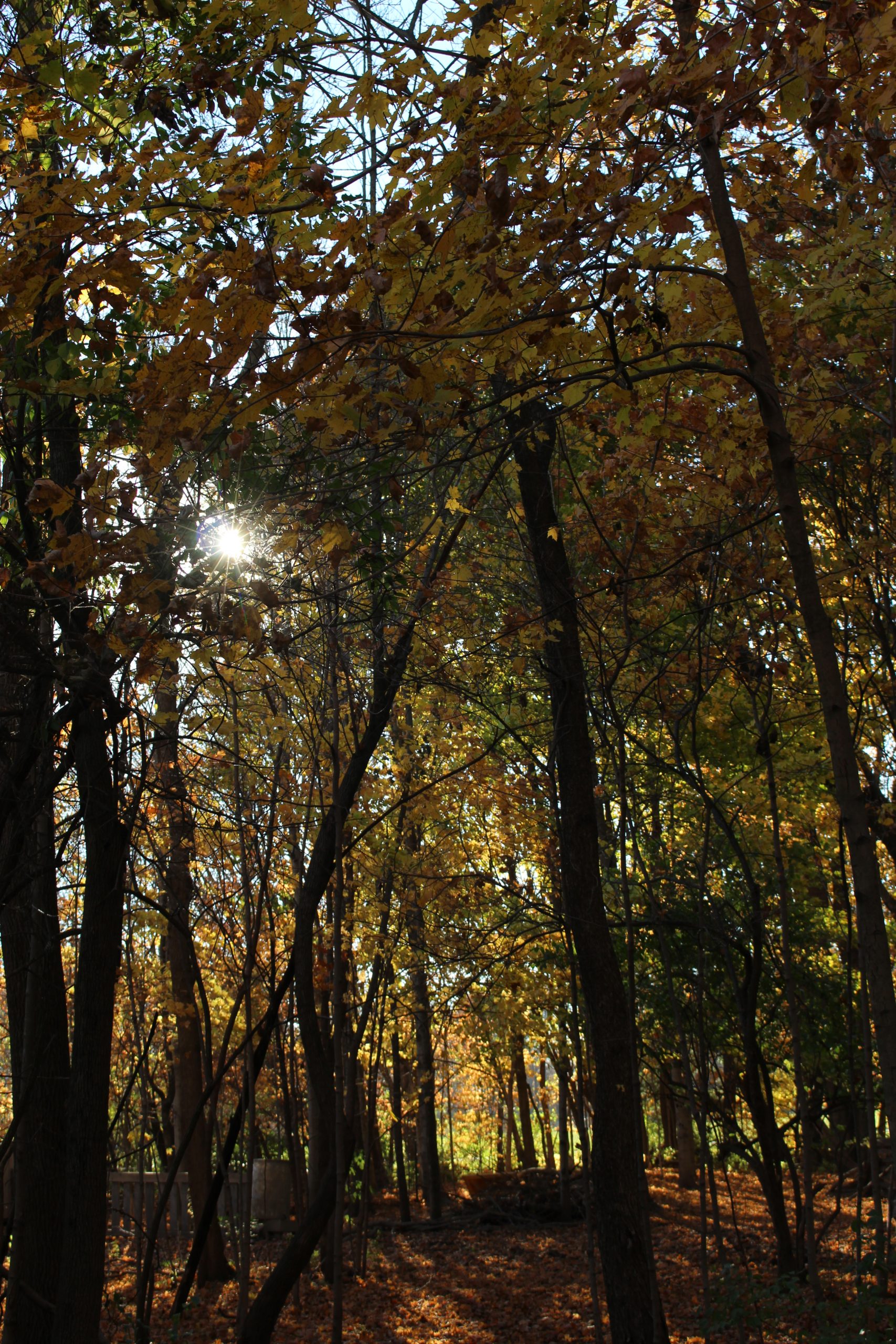 Back to the Land, Back to God