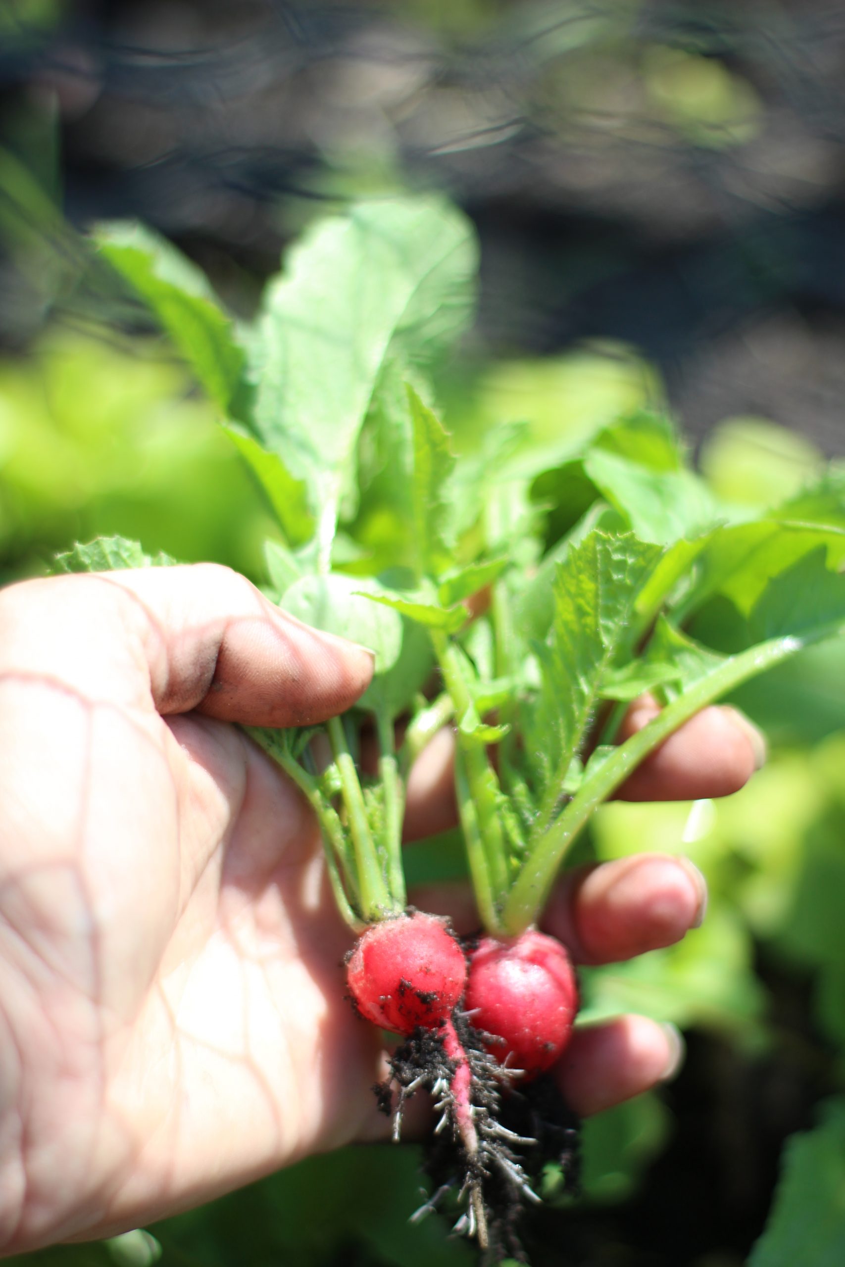 Kid Friendly Gardening