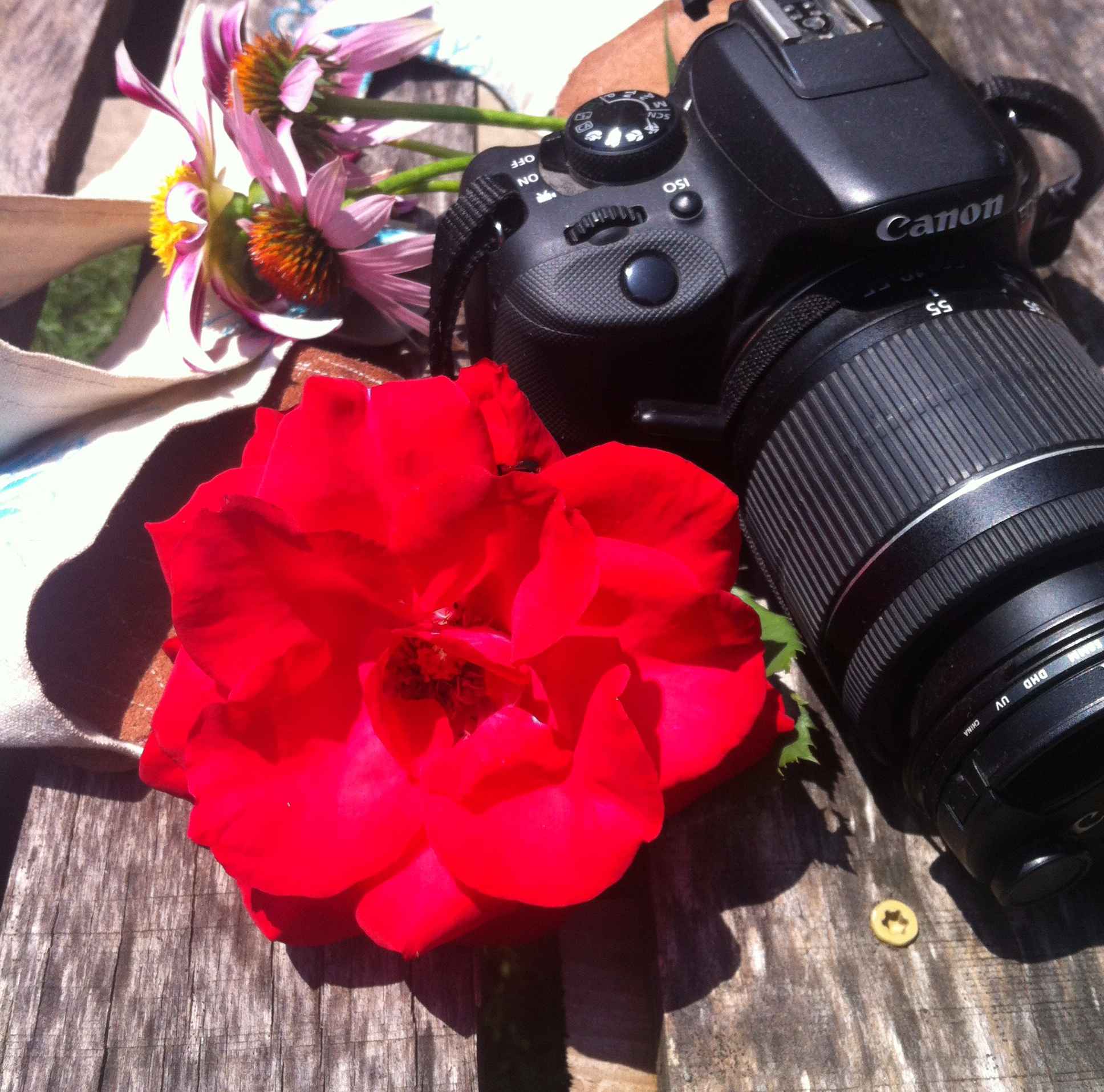 Zoom In – Finding Beauty and Joy in Life