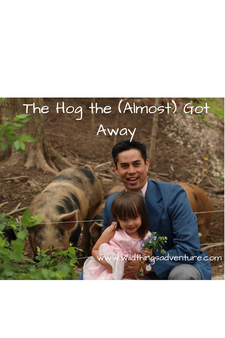 The Hog That (Almost) Got Away